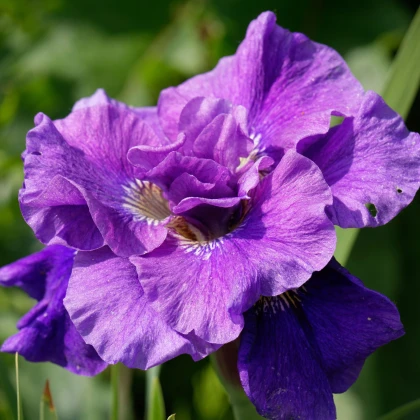 Kosatec sibiřský Concord Crush - Iris sibirica - hlízy kosatce - 1 ks