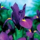 Kosatec holandský Purple Sensation - Iris hollandica - cibulky kosatce - 3 ks