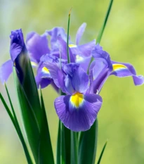 Kosatec holandský Sapphire Beauty - Iris hollandica - cibulky kosatce - 3 ks