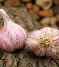 Sadbový česnek Skalka - Allium sativum - paličák - cibule česneku - 1 balení