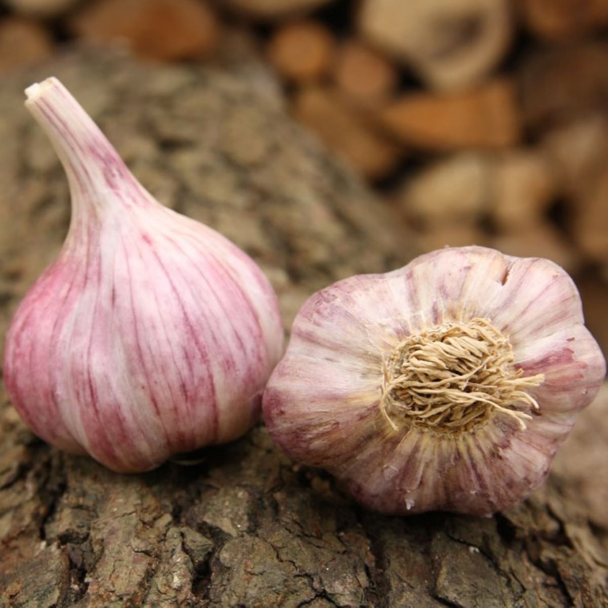 Sadbový česnek Skalka - Allium sativum - paličák - cibule česneku - 1 balení