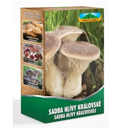 Hlíva královská máčková - Pleurotus eryngii - sadba - 250 ml