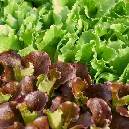 Salát Babyleaf Maraldi mix - výsevný pásek - 5 m