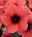 Barvínek Tatoo Papaya - Catharanthus roseus - semena barvínku - 30 ks