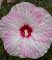Ibišek bahenní Nippon Blush F1 - Hibiscus moscheutos - semena ibišku - 5 ks