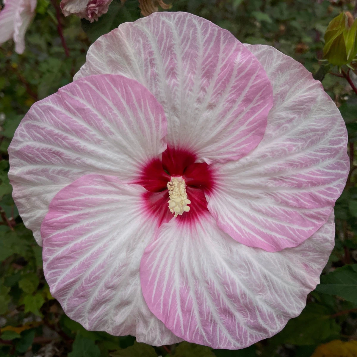 Ibišek bahenní Nippon Blush F1 - Hibiscus moscheutos - semena ibišku - 5 ks