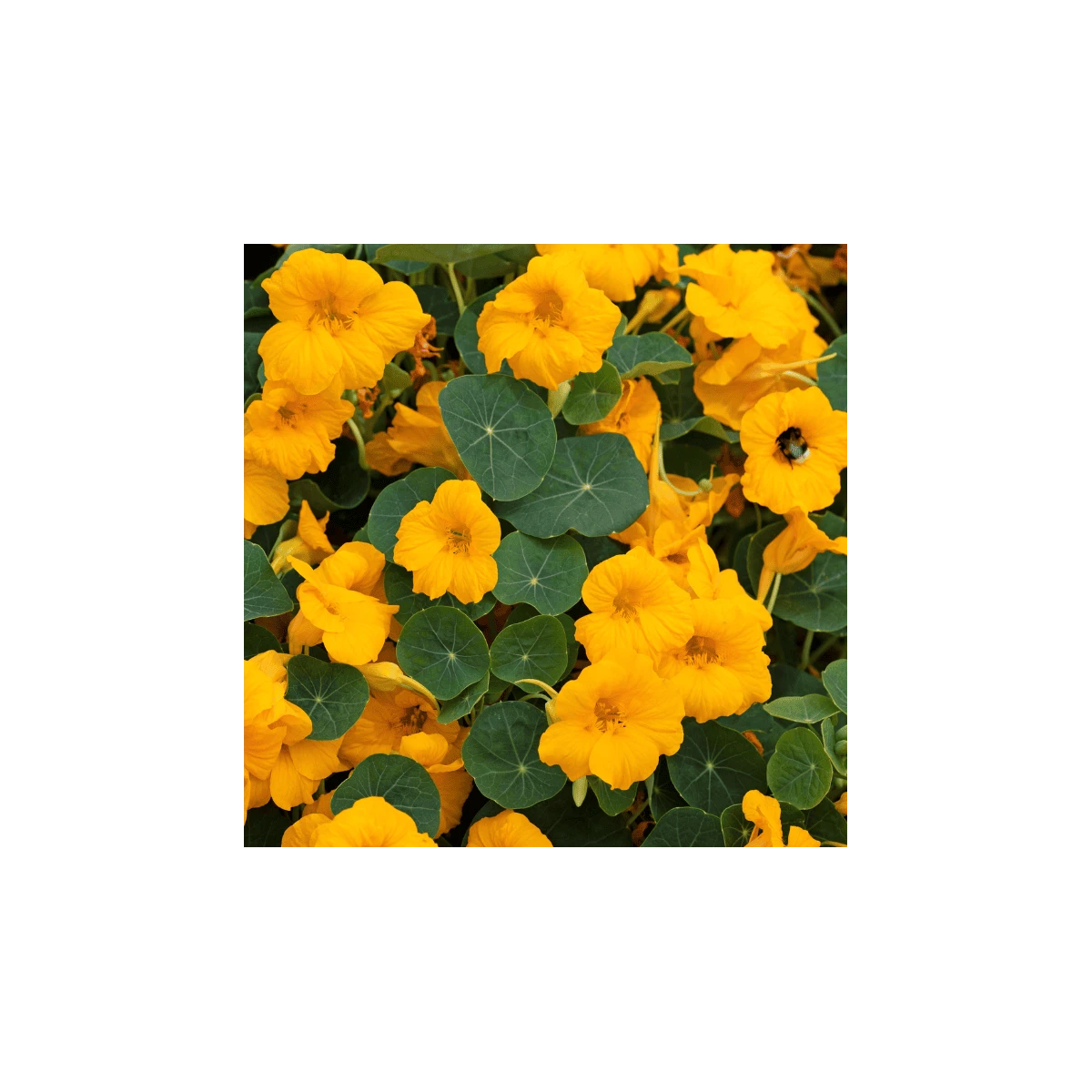 Lichořeřišnice nízká Baby Gold - Kapucínka - Tropaeolum minus - semena lichořeřišnice - 8 ks