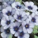 Plaménka Dolly F1 Sky Blue - Phlox drummondii - semena plaménky - 50 ks
