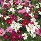 Krásenka zpeřená Cosmini Mix - Cosmos bipinnatus - semena krásenky - 20 ks