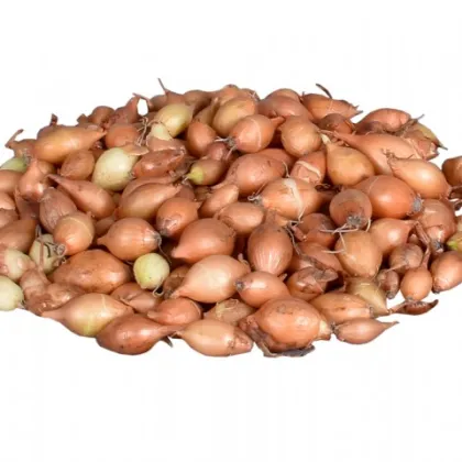 Cibule sazečka Hercules - Allium cepa - cibulky - 250 g