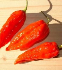 Chilli Dorset Naga - Capsicum chinense - 6 ks