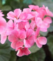 Muškát páskatý Jarka F1 - Pelargonium zonale - semena muškátu - 6 ks