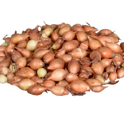 Cibule sazečka žlutá Hercules - Allium cepa - cibulky - 500 g