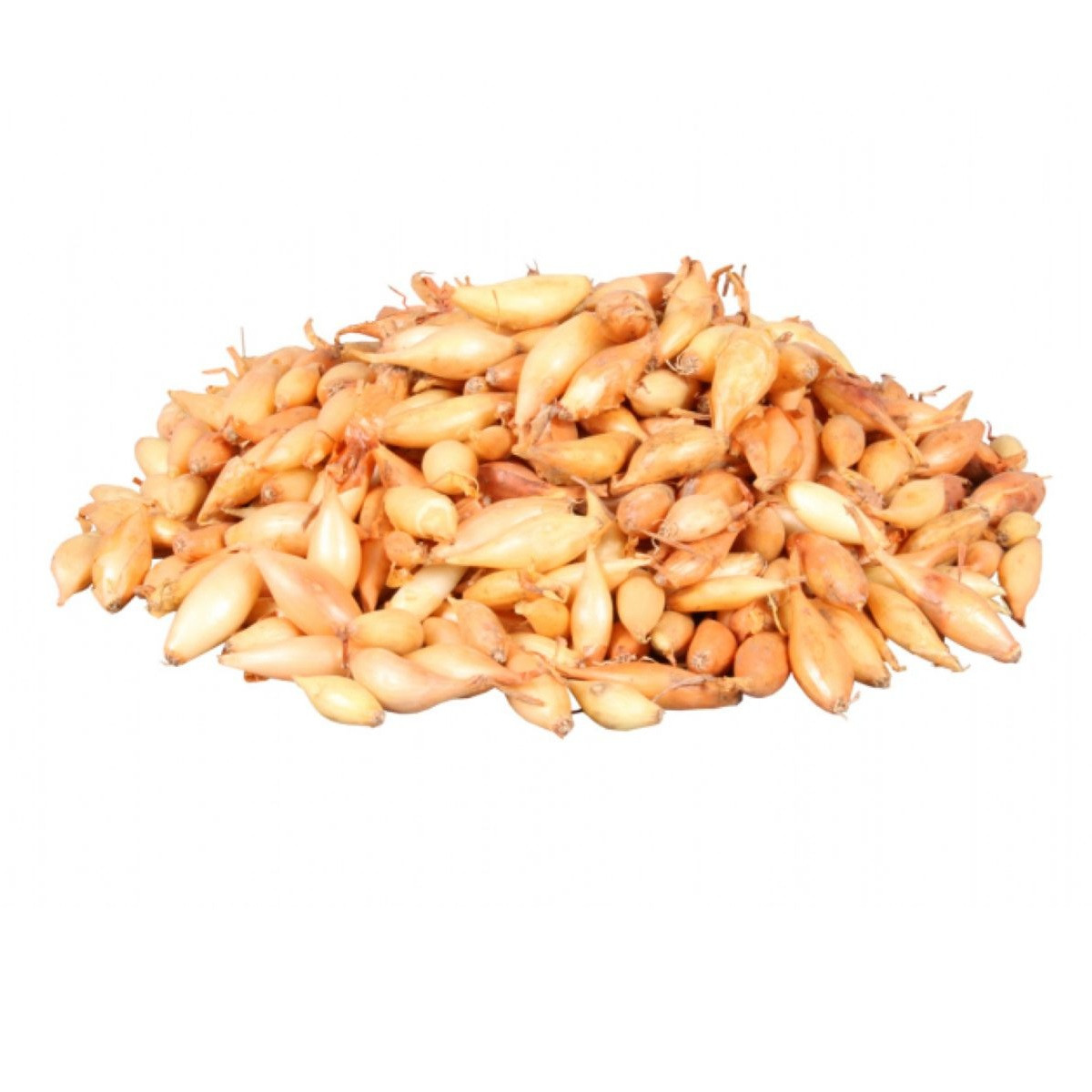 Cibule sazečka Birnformige - Allium cepa - cibulky - 500 g