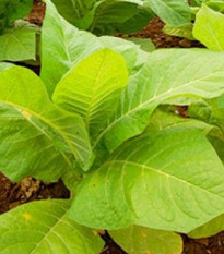 Tabák Burley - rostlina Nicotiana tabacum - semena tabáku - 20 ks
