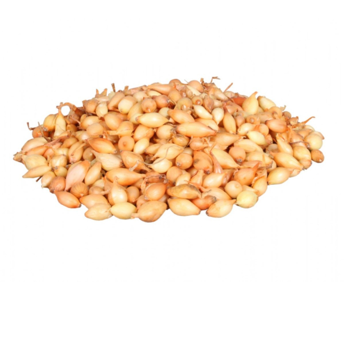 Cibule sazečka Corrado F1 - Allium cepa - cibulky - 500 g