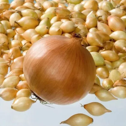 Cibule sazečka Corrado F1 - Allium cepa - cibulky - 500 g