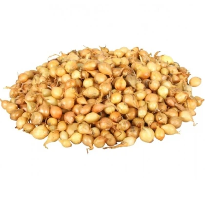 Cibule sazečka Štutgart - Allium cepa - cibulky - 500 g