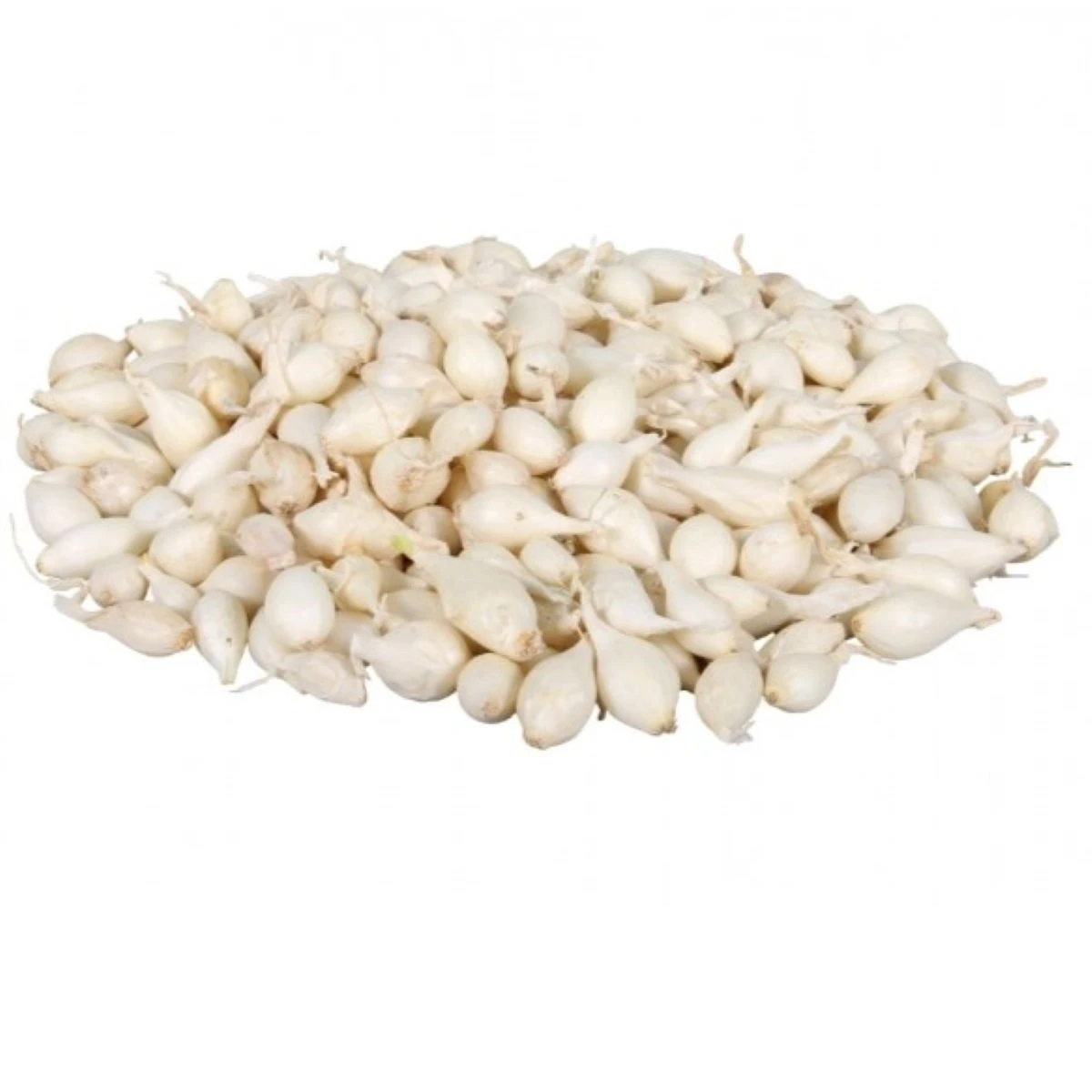 Cibule sazečka Snowball - Allium cepa - cibulky - 250 g