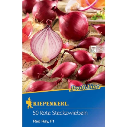 Cibule sazečka červená Red Ray F1 - Allium cepa - cibulky - 50 ks