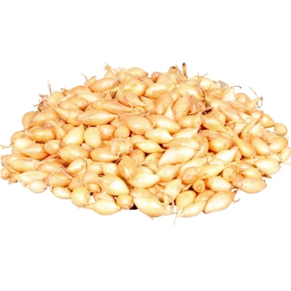 Cibule sazečka ozimá Shakespeare - Allium cepa - cibulky - 250 g