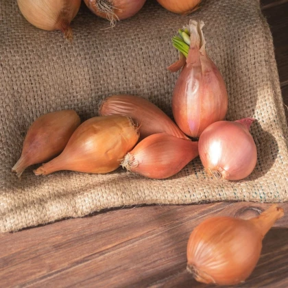 Cibule sazečka ozimá Shakespeare - Allium cepa - cibulky - 500 g