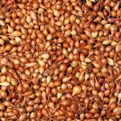 Cibule sazečka Všetana - Allium cepa - cibulky - 500 g