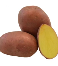 Sadbové brambory Red Anna - Solanum tuberosum - 5 kg