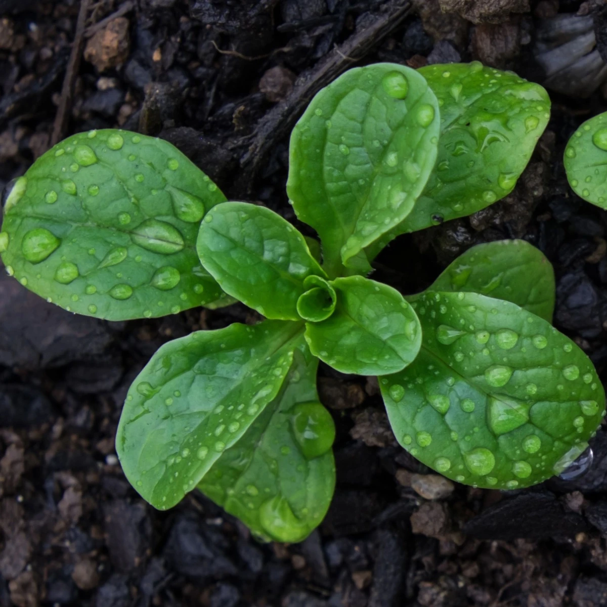 Salát Miro - výsevný pásek - Kiepenkerl  - 1 ks