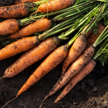 Mrkev Kamaran F1 - výsevný pásek - 1 ks