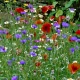 Květinová směs hmyzí louka - výsevný koberec - 15x150 cm - 1 ks