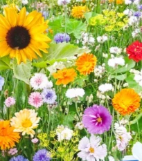 Květinová směs - Bird Breakfast - semena Kiepenkerl - 1 ks