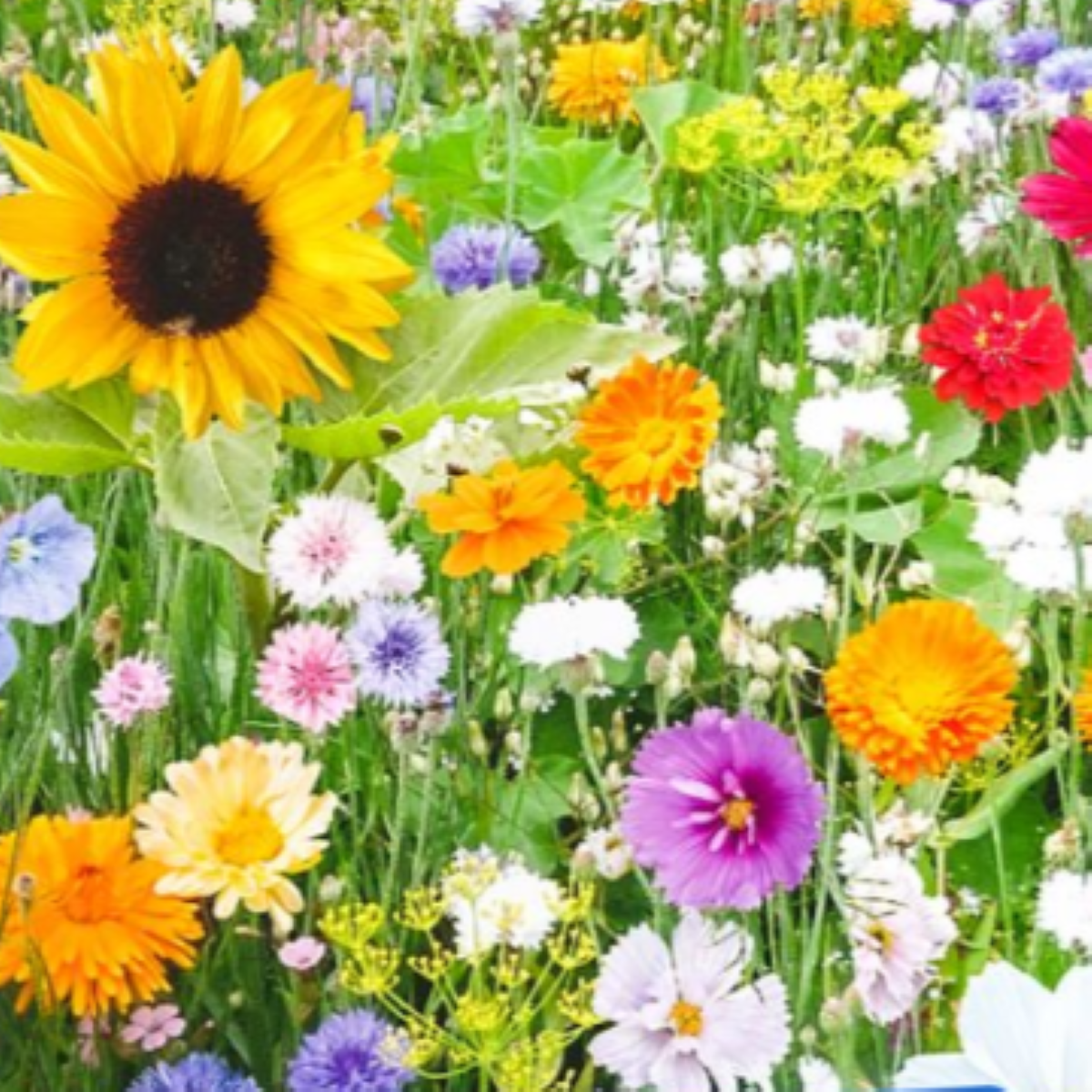 Květinová směs - Bird Buffet - semena Kiepenkerl - 1 ks