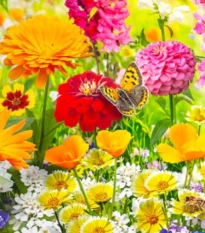 Květinový mix - Blütenteppich - semena Kiepenkerl - 1 ks