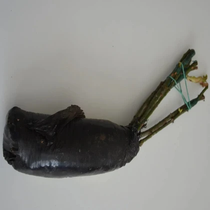 Růže velkokvětá pnoucí fialová – Rosa – sazenice růží