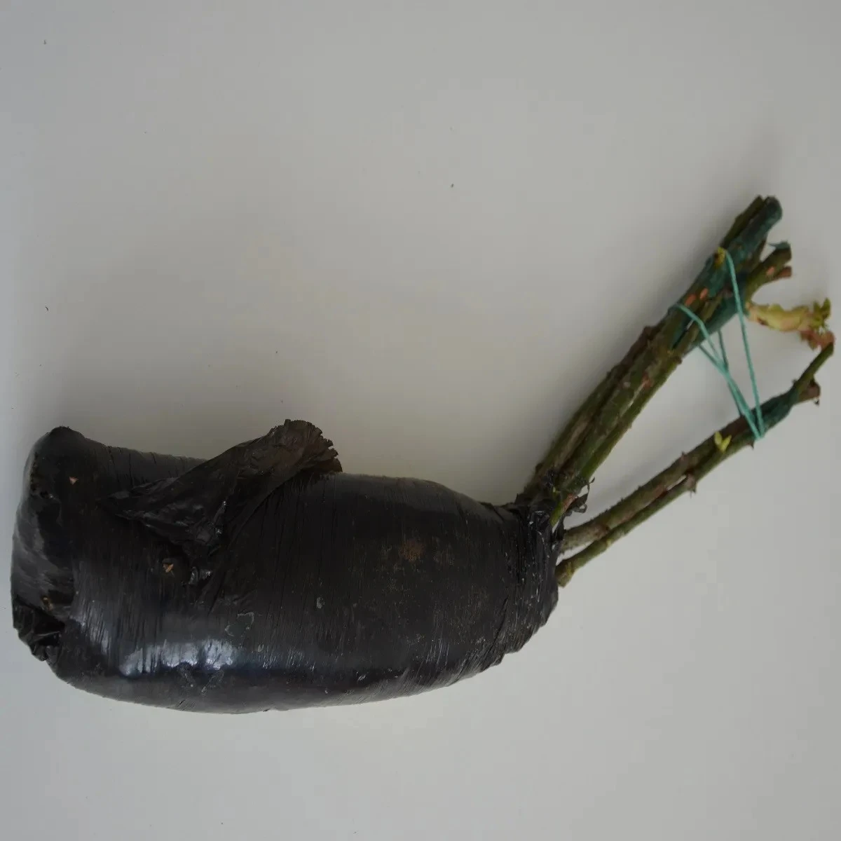 Růže velkokvětá keřová žlutorůžová - Rosa - prostokořenné sazenice růže - 1 ks