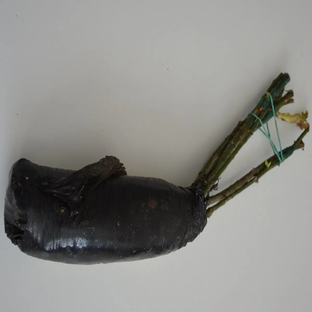 Růže velkokvětá keřová tmavě červená - Rosa - prostokořenné sazenice růže - 1 ks