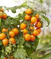 Rajče Evita Compact F1 Orange - Solanum lycopersicum - semena rajčete - 6 ks