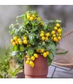 Rajče Evita Compact F1 Yellow - Solanum lycopersicum - semena rajčete - 6 ks