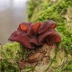 Sadba Ucho Jidášovo - Auricularia auricula-judae - sadba - 1 ks