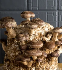 Sadba Shii take - Houževnatec jedlý - Lentinula edodes - sadba - 1 ks