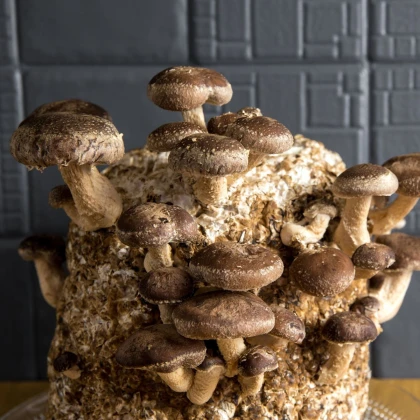 Sadba Shii take - Houževnatec jedlý - Lentinula edodes - sadba - 1 ks