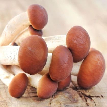 Sadba Polnička topolová - Agrocybe aegerita - sadba - 1 ks