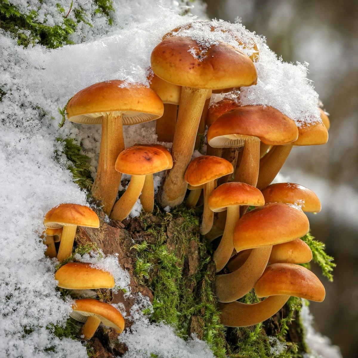 Sadba Penízovka sametonohá - Flammulina velutipes - sadba - 1 ks