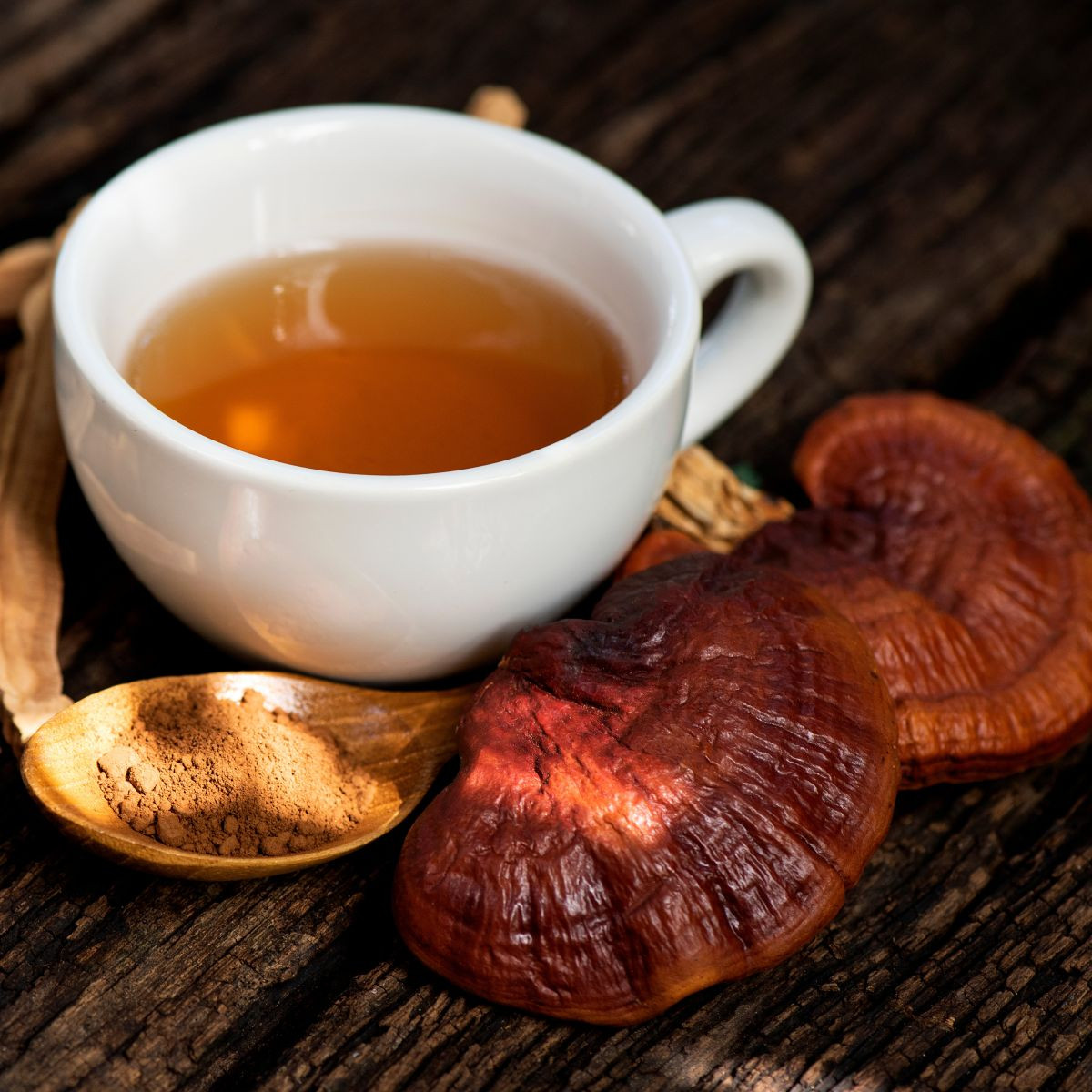 Sadba Lesklokorka lesklá - Ganoderma lucidum - sadba - 250 ml