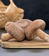 Sadba Shii take - Houževnatec jedlý - Lentinula edodes - sadba - 250 ml