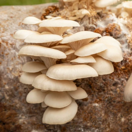 Hlíva plicní - Pleurotus pulmonarius - sadba - 250 ml