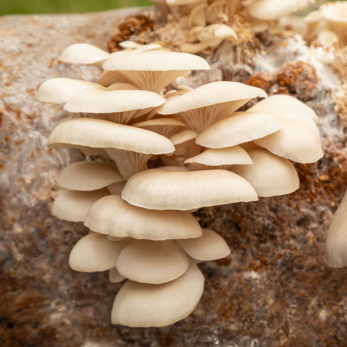 Hlíva plicní - Pleurotus pulmonarius - sadba - 250 ml