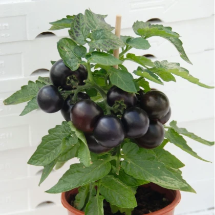 Rajče balkónové Purpleboy F1 - Solanum lycopersicum - semena rajčete - 6 ks