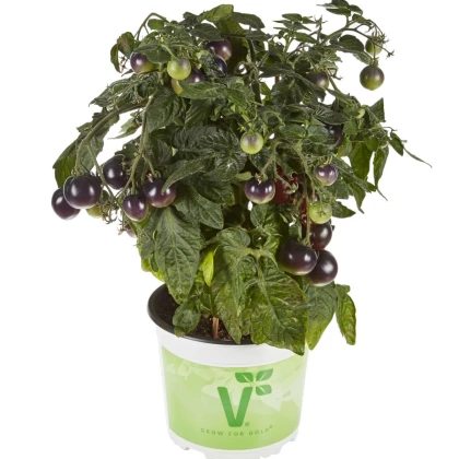 Rajče balkónové Purpleboy F1 - Solanum lycopersicum - semena rajčete - 6 ks